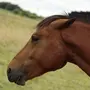 Морда лошади