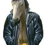 Конь В Пальто Приколы