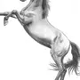 Лошадь На Дыбах Рисунок