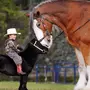 Лошадь для детей