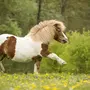 Лошадь для детей