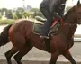 Лошади Рамзана Кадырова