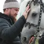 Лошади рамзана кадырова