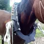 Хомут для лошади