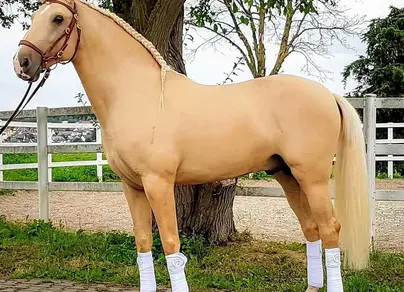 Соловая лошадь