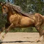 Соловая Лошадь