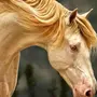 Соловая лошадь