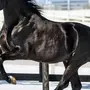 Арабская Лошадь