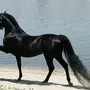 Арабская Лошадь