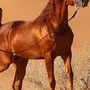 Арабская лошадь