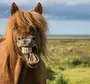 Лошадь ржет