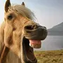 Лошадь Ржет