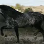 Лошадь в яблоках