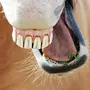 Зубы Лошади
