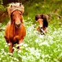 С 8 марта картинки с лошадьми