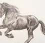Лошадь Картинка Карандашом