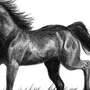 Лошадь Картинка Карандашом
