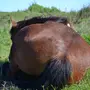 Как спят лошади