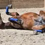 Как Спят Лошади