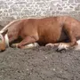Как Спят Лошади