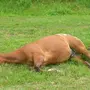 Как спят лошади