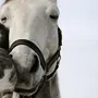 Смешные Лошади