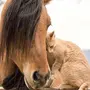 Смешные лошади