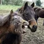 Смешные лошади