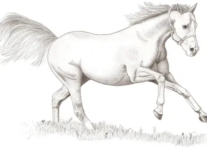 Лошади для срисовки
