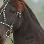 Уздечка для лошади