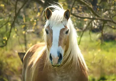 Красивые лошади на природе