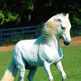 Красивые лошади на природе