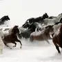 Табун лошадей