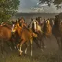 Табун Лошадей