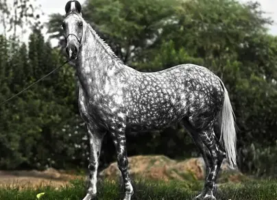 Белая лошадь в яблоко