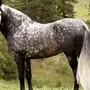 Белая Лошадь В Яблоко