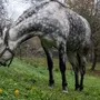 Белая Лошадь В Яблоко