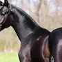 Гнедая лошадь