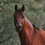 Гнедая Лошадь