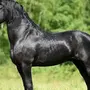 Вороной лошади