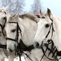 Тройка Лошадей