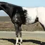 Масти лошадей