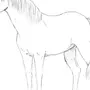 Лошадь рисунок карандашом