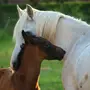 Лошади красивые
