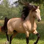 Лошади Красивые