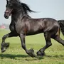 Лошади красивые
