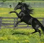 Лошади красивые картинки
