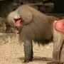 Бабуина самца