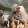 Бабуины