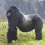 Самая большая обезьяна в мире
